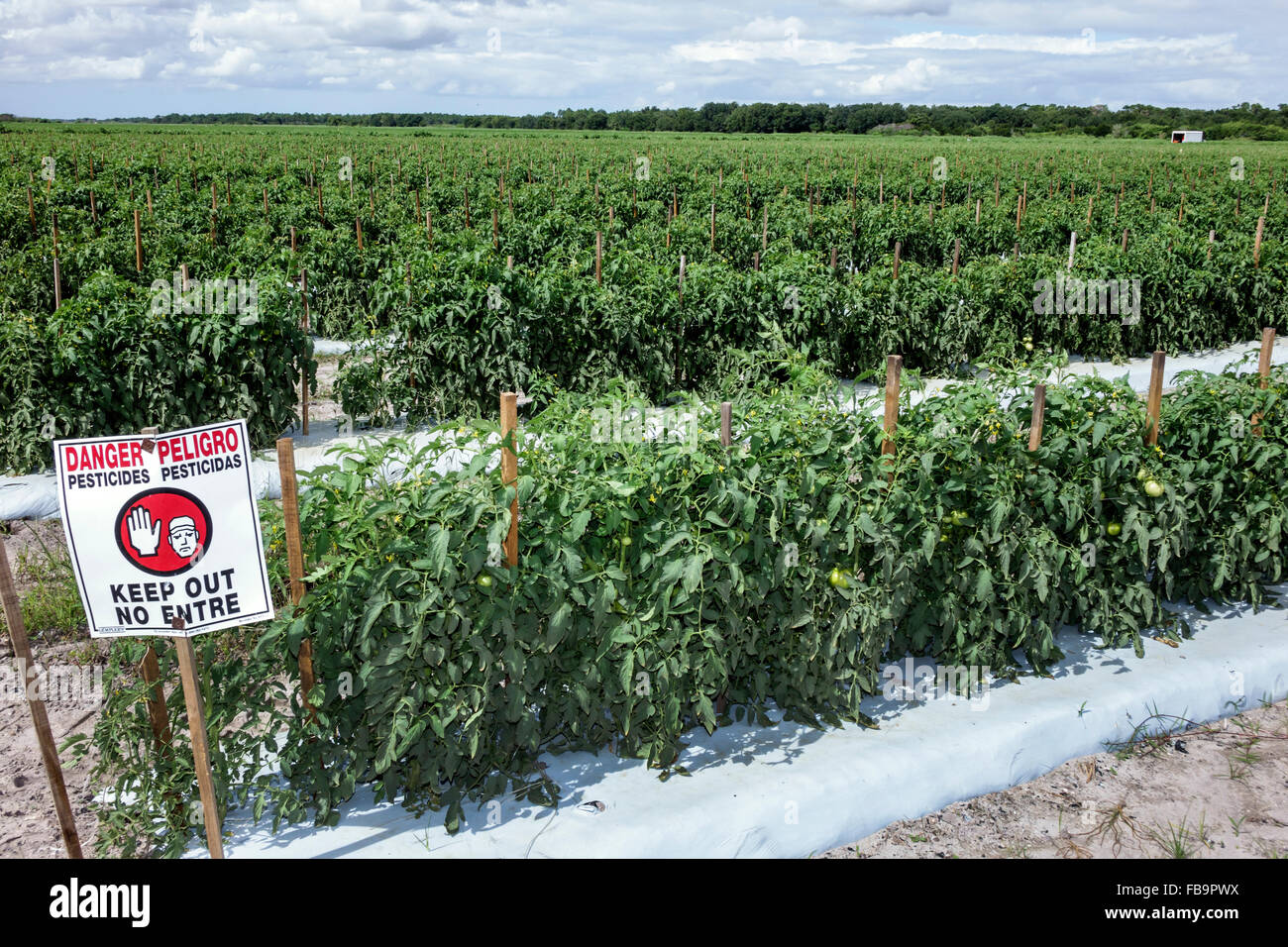 Floride,Bradenton,Hunsader Farms,plants de tomates,champ,culture,panneau,danger pesticides,Espagnol Anglais,FL151022012 Banque D'Images