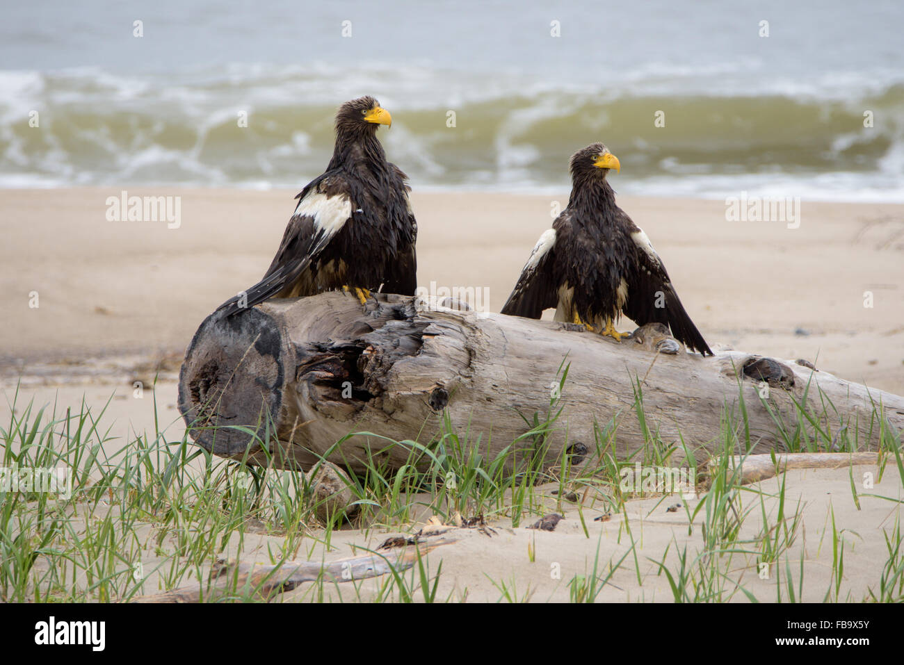 Les aigles. La nature et la faune de la partie nord de l'île de Sakhaline, en Russie, en sable de Piltun. Banque D'Images