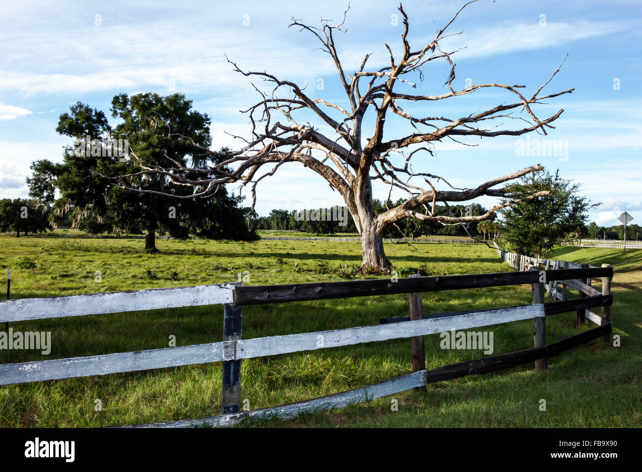 Florida Ocala, arbres de chêne vivants morts, les visiteurs Voyage voyage touristique touristique repère culture culture, vacances groupe personnes personne Banque D'Images