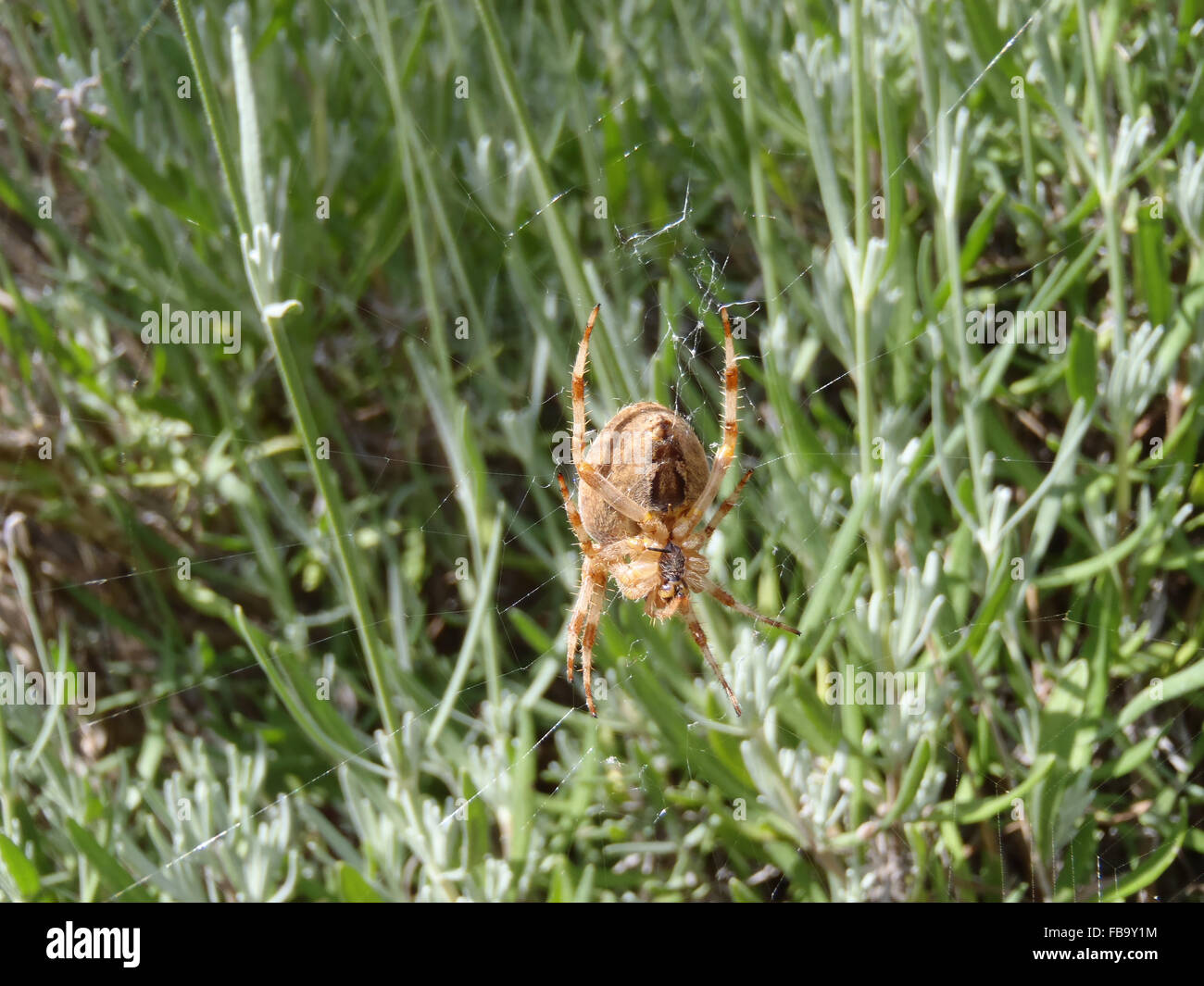 Européenne femelle araignée des jardins (Araneus diadematus) sur le web, vu d'en bas, parmi la lavande (Lavandula 'Hidcote') Banque D'Images