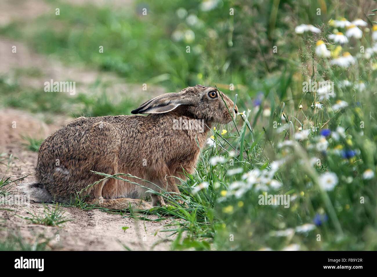 Hare dans la nature, dans l'herbe Banque D'Images
