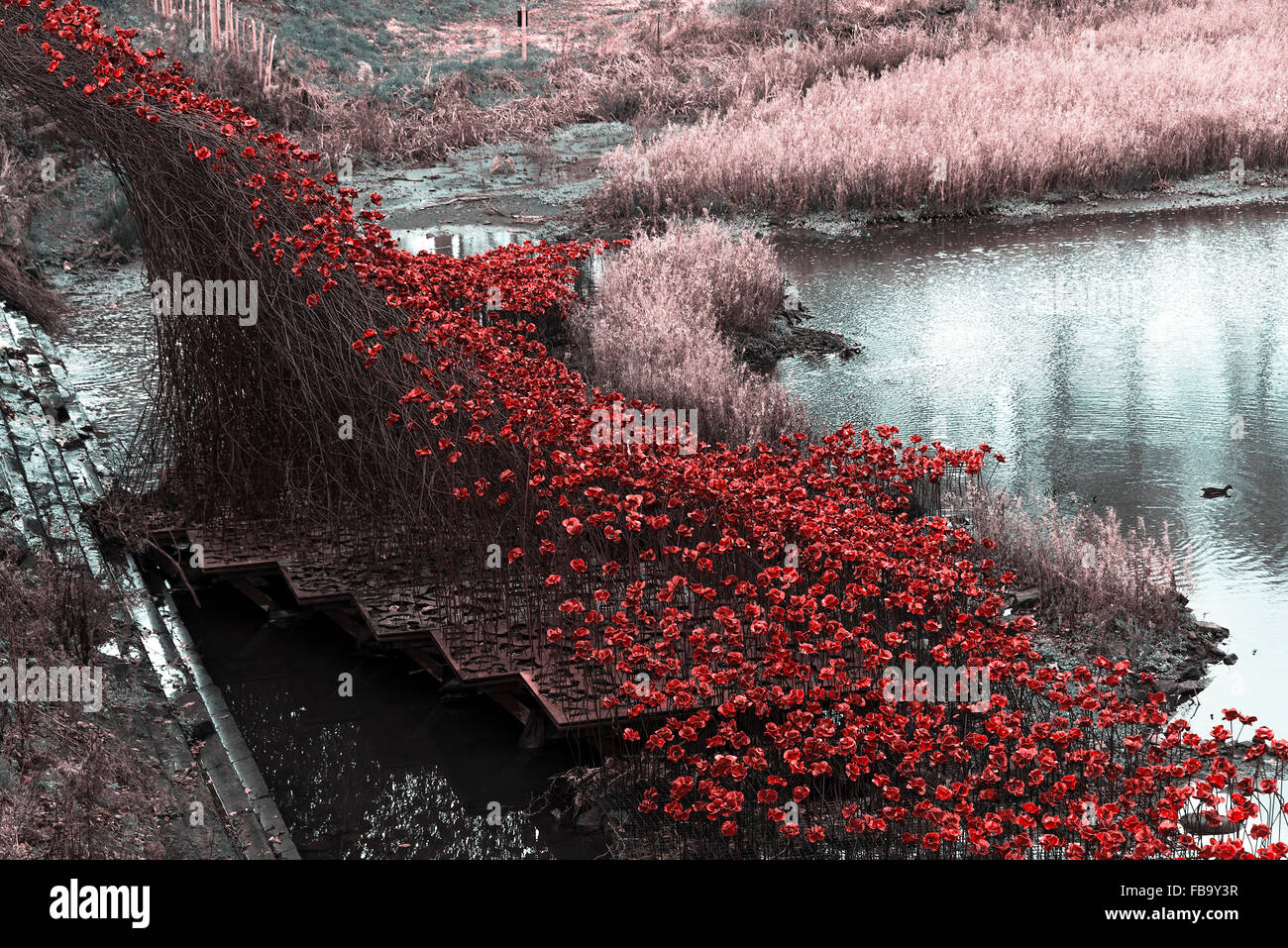 Sculpture en céramique coquelicot rouge vif la vague à Yorkshire Sculpture Park représentant la guerre morts près de Barnsley Yorkshire Angleterre UK Banque D'Images