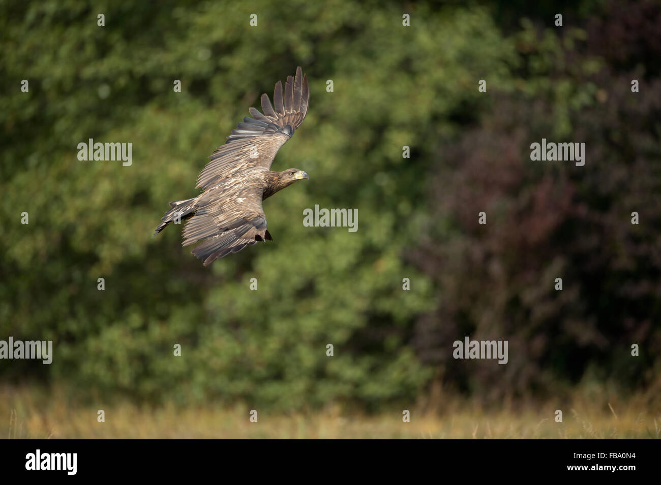 Aigle à queue blanche immature / aigle de mer ( Haliaeetus albicilla ) en vol de contrôle devant le bord d'une forêt à feuilles larges, faune, Europe. Banque D'Images