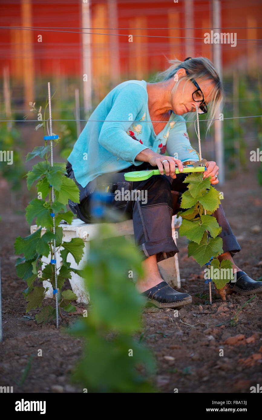 La Suède, l'océan, mature woman working in vineyard Banque D'Images