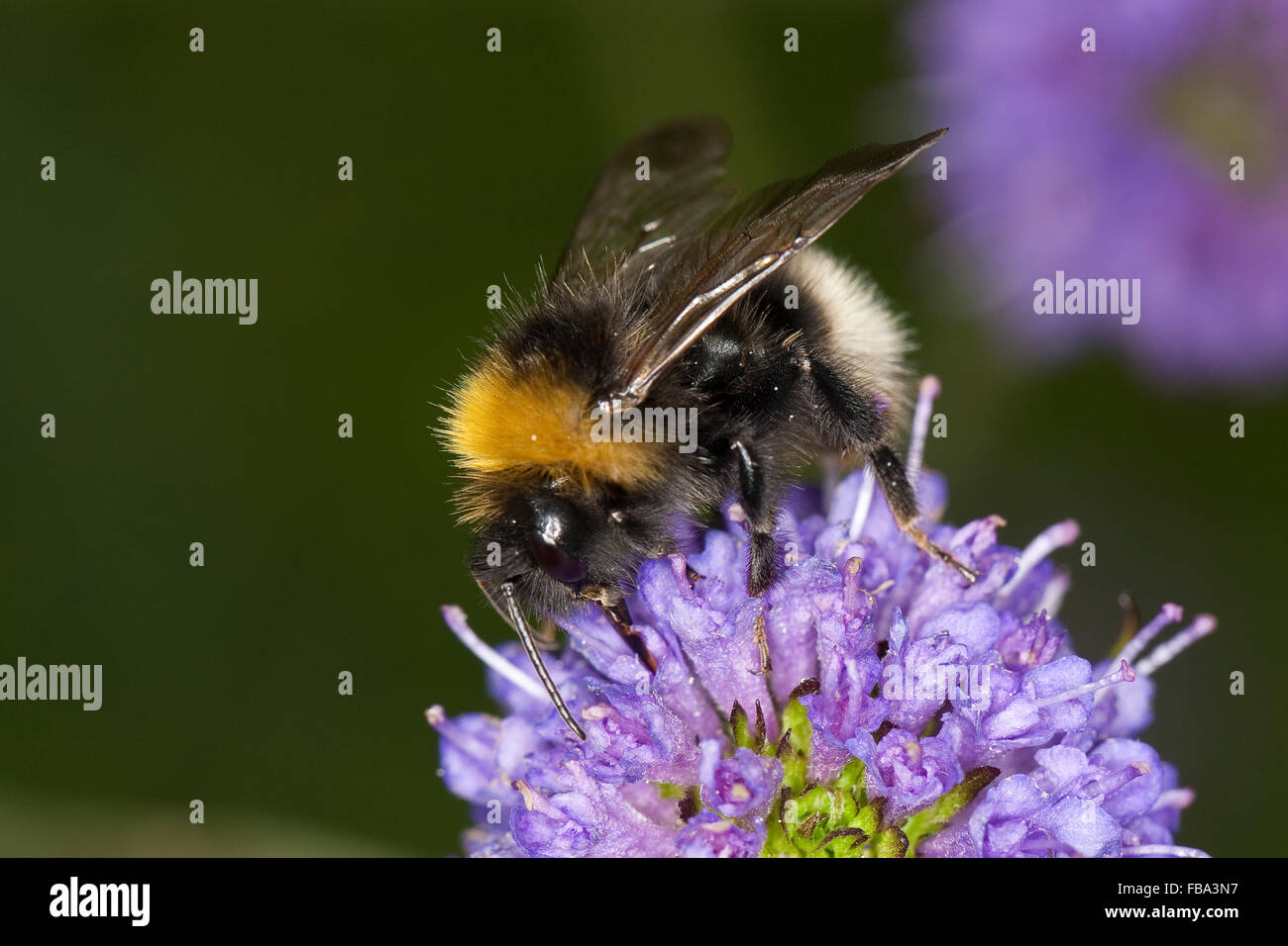 Cuckoo bee, Schmarotzerhummel Kuckuckshummel Schmarotzer-Hummel,,, Kuckucks-Hummel, Psithyrus norvegicus oder Bombus sylvestris Banque D'Images