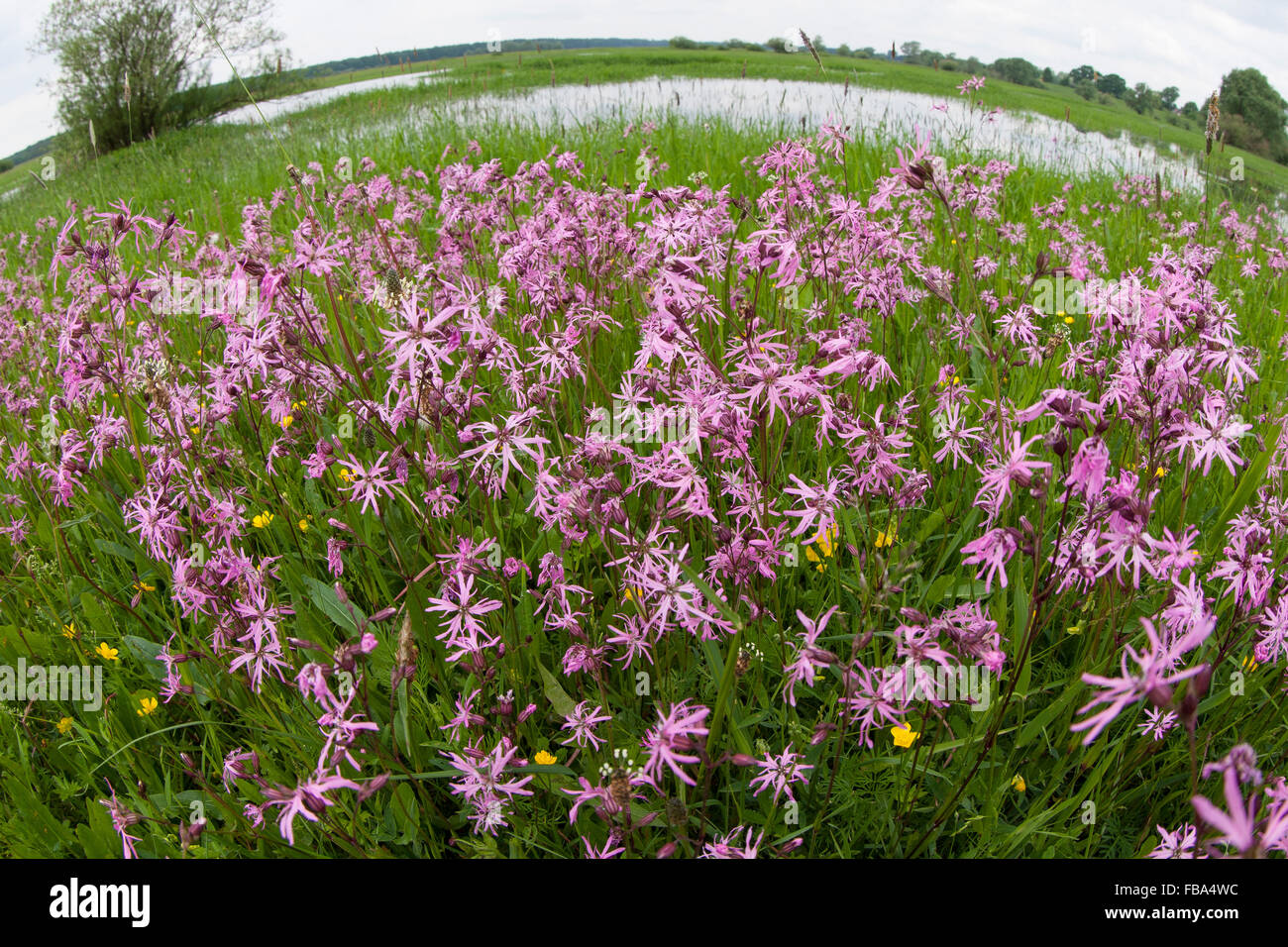 Ragged-Robin, Ragged Robin, Kuckuckslichtnelke Kuckucksnelke Kuckucks-Lichtnelke,,, Silene flos-cuculi, Lychnis flos-cuculi Banque D'Images