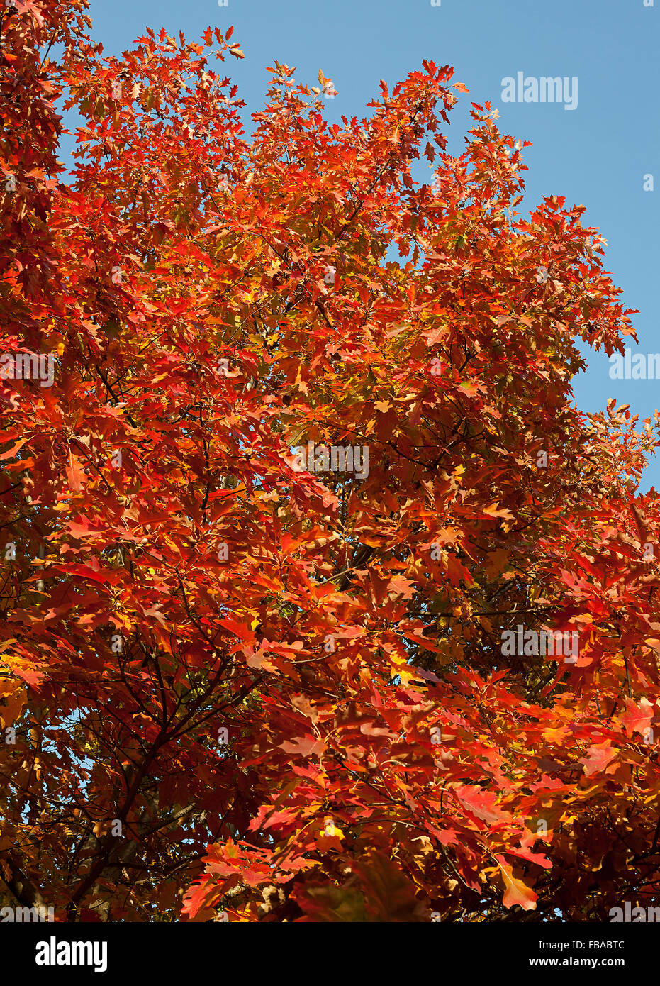 Forêt d'automne feuille d'érable rouge Banque D'Images