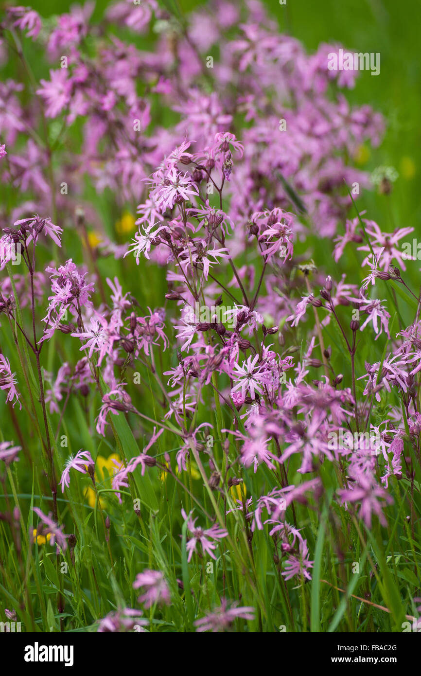 RaggedRobin, Ragged Robin, Kuckuckslichtnelke Kuckucksnelke Kuckucks