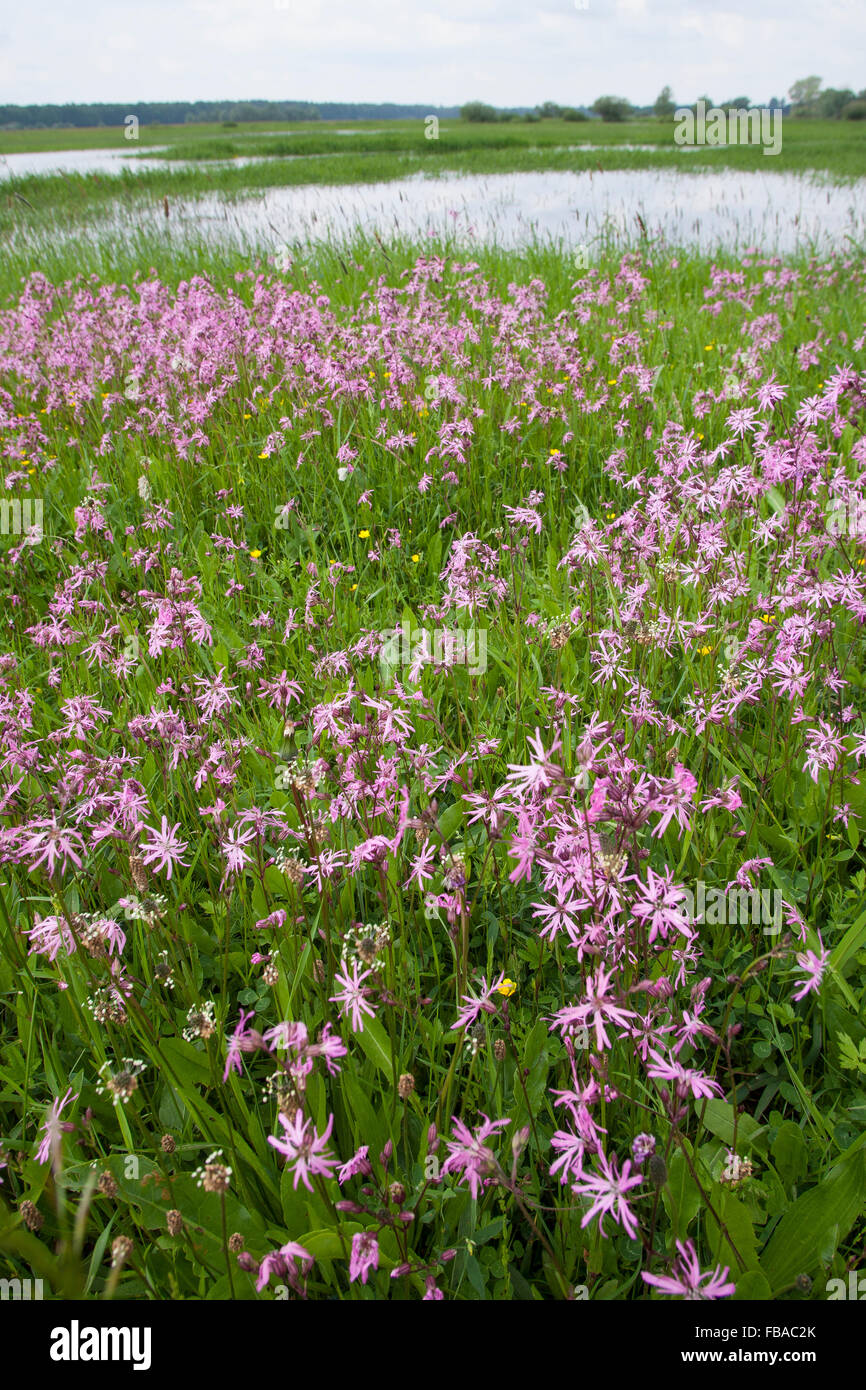 Ragged-Robin, Ragged Robin, Kuckuckslichtnelke Kuckucksnelke Kuckucks-Lichtnelke,,, Silene flos-cuculi, Lychnis flos-cuculi Banque D'Images