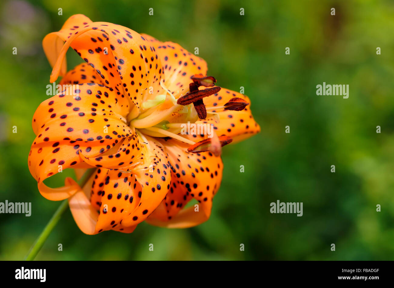 Lilium lancifolium 'Flore Pleno'. Une double fleur de lys blues bien orange fleurs tachées. Banque D'Images