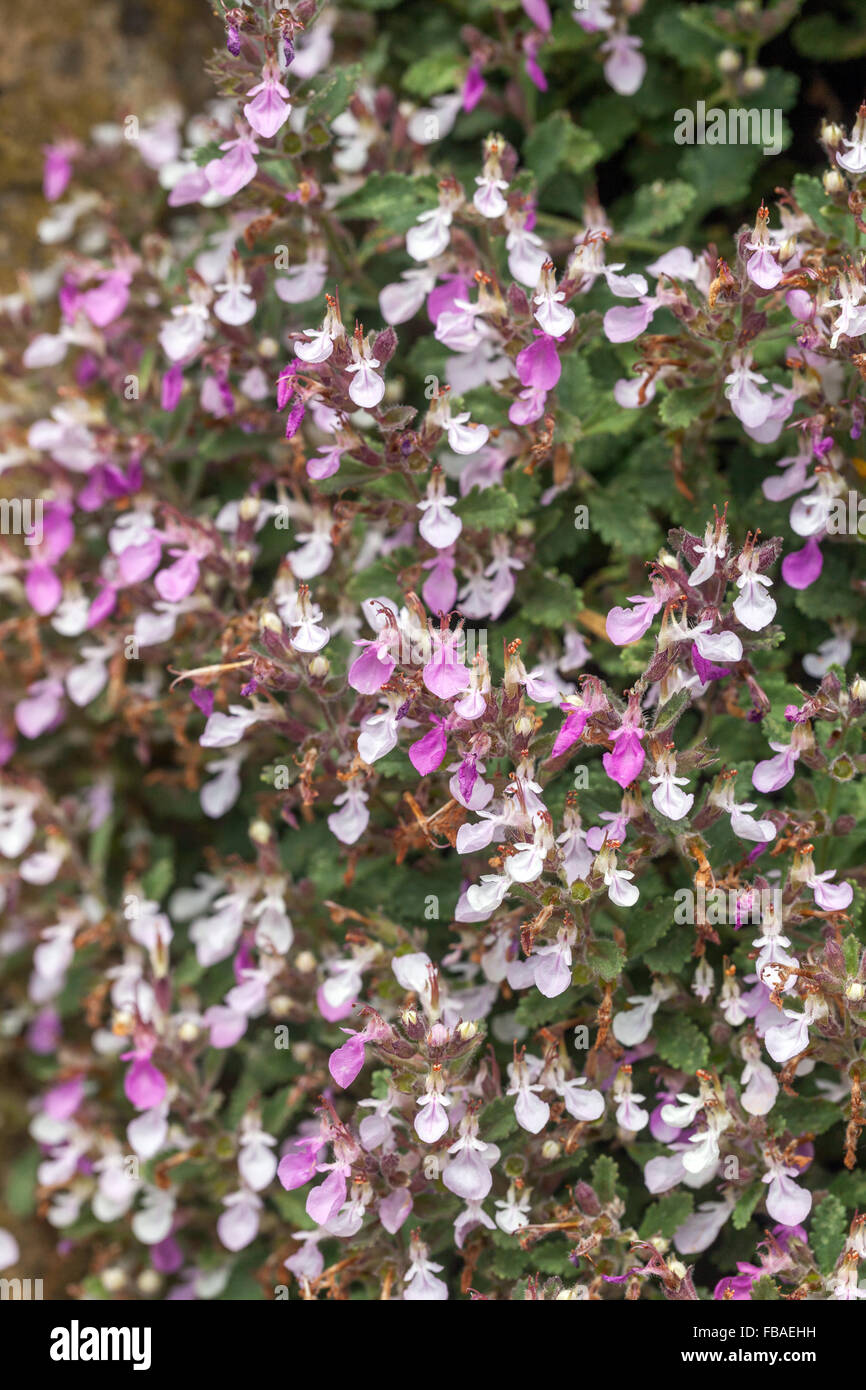 Wall Germander Teucrium chamaedrys, blooming Banque D'Images