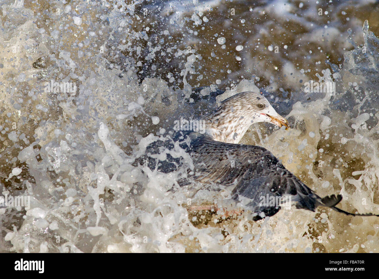 Goélands argentés Larus argentatus se nourrissant dans une mer agitée sur la côte de Norfolk Banque D'Images