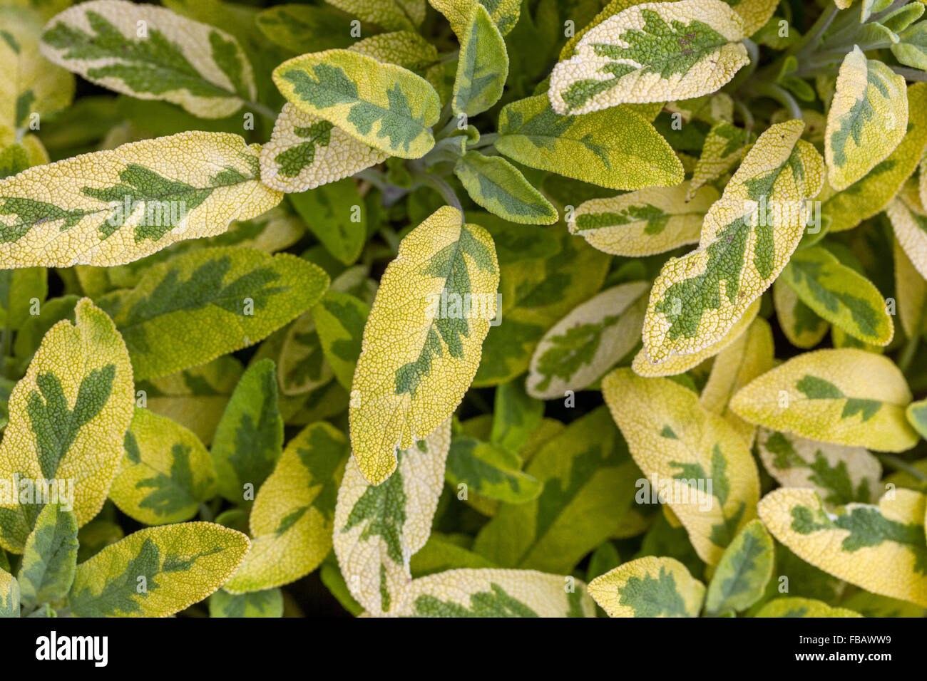 Salvia officinalis 'Icterina' feuilles aromatiques, jardin herb adapté pour une utilisation dans la cuisine Banque D'Images