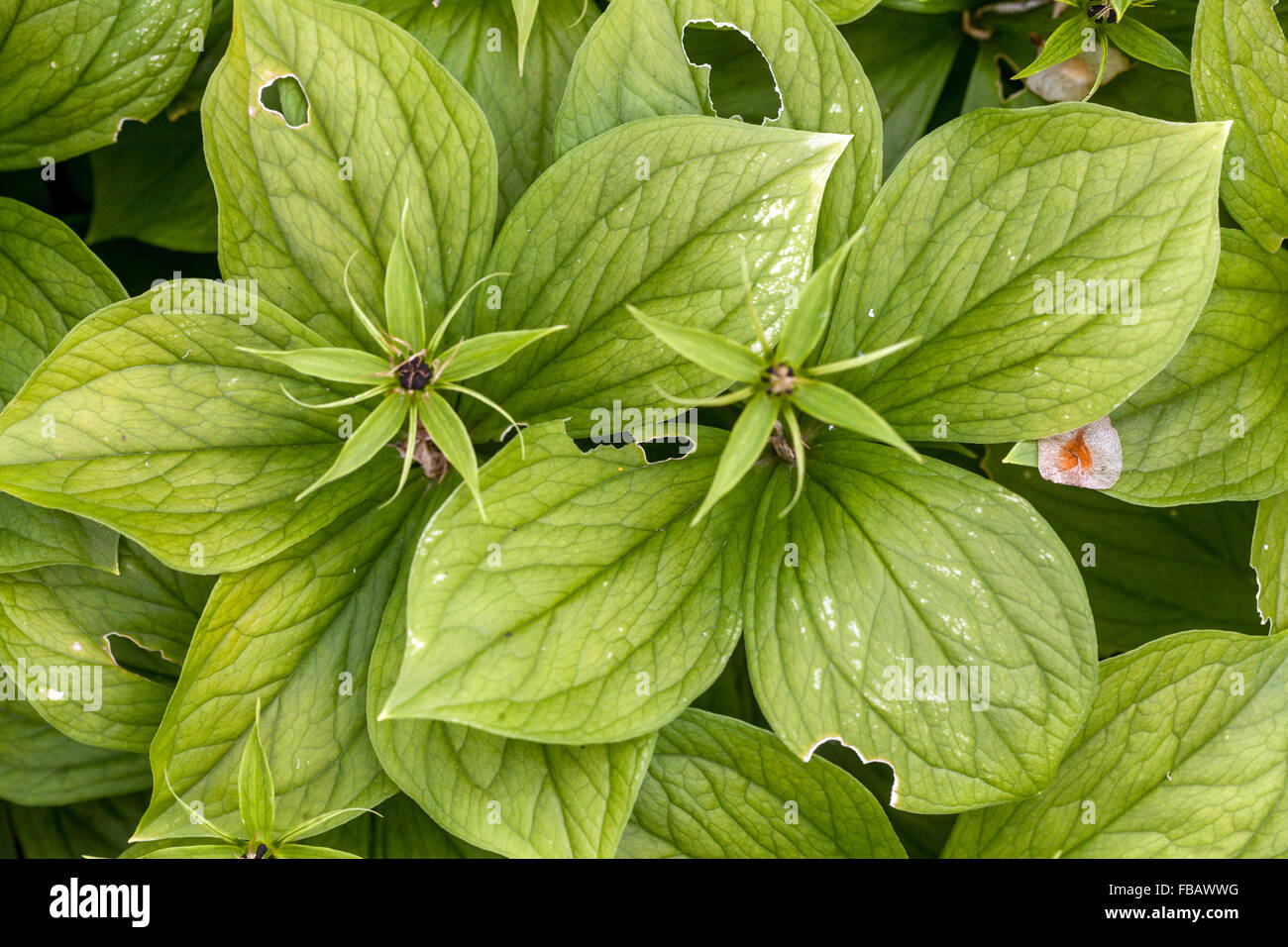 Paris quadrifolia laisse des plantes toxiques Banque D'Images