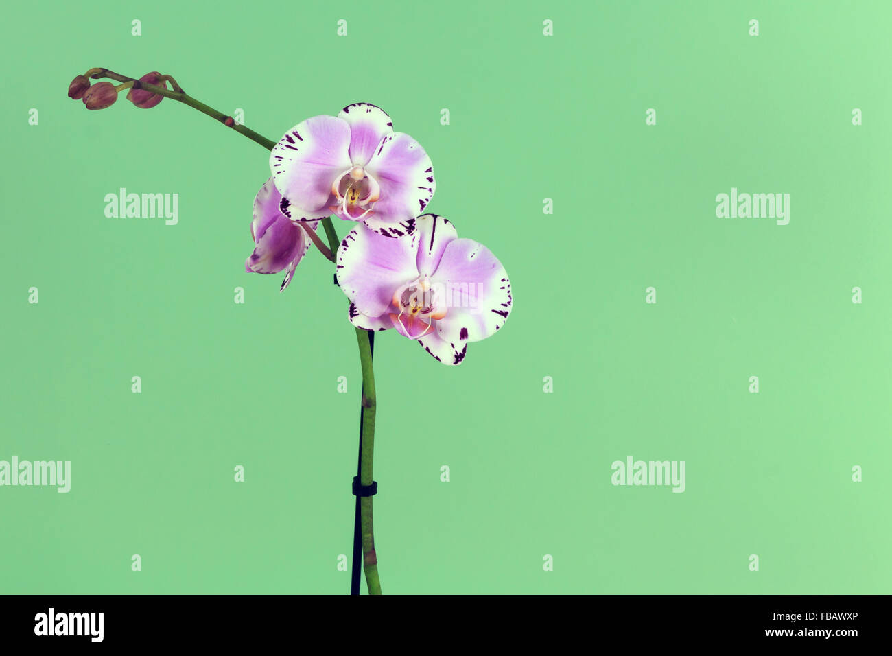 Orchidée blanche et violette avec un fond vert Banque D'Images