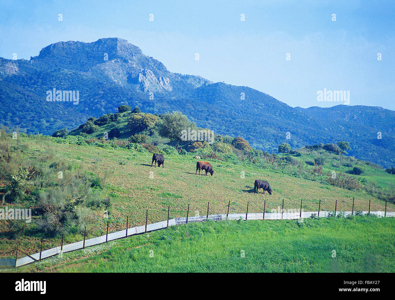 Bulls paissant dans une prairie. La Sierra de Grazalema, province de Cadix, Andalousie, espagne. Banque D'Images