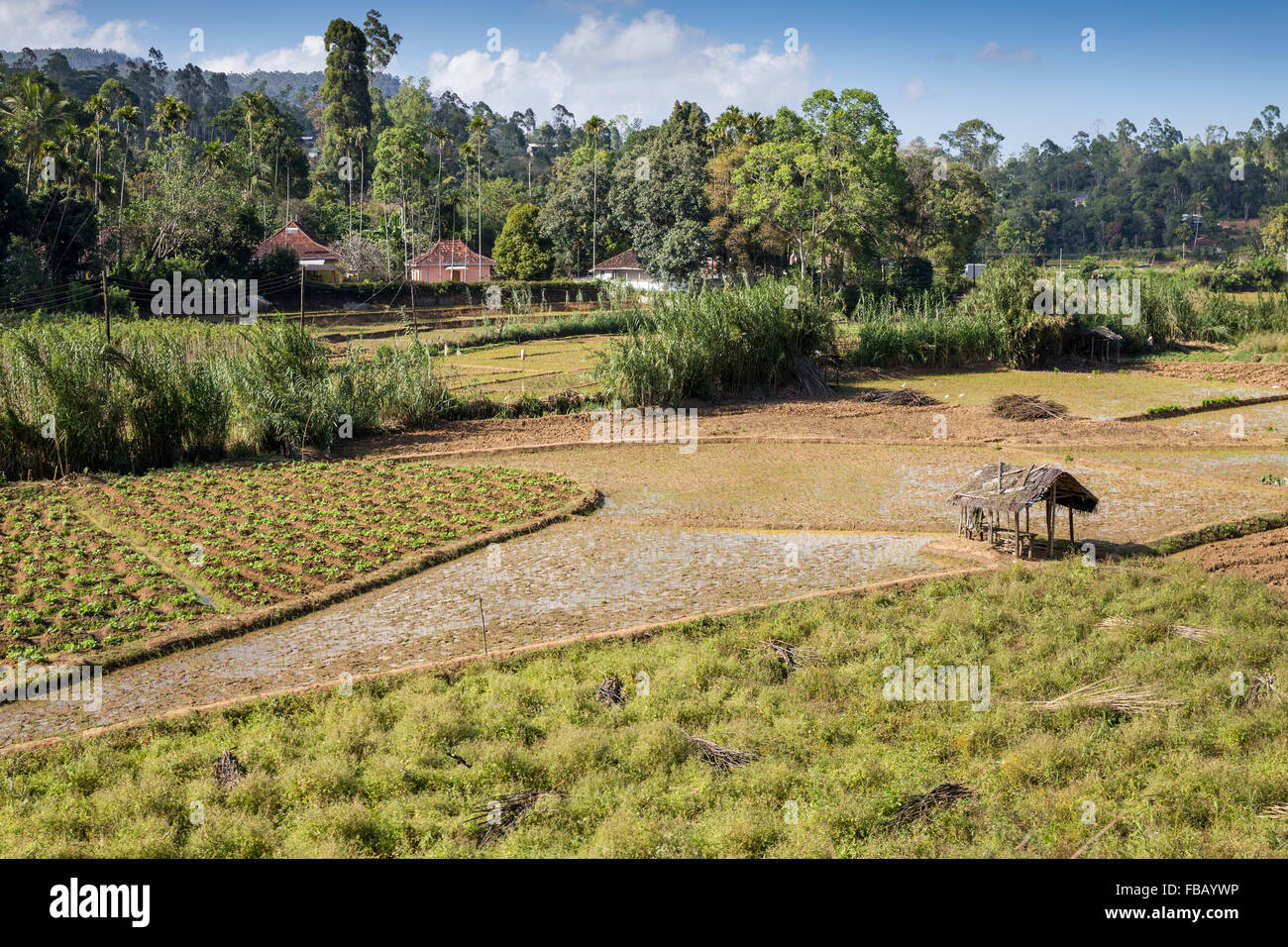 Ntensive l'agriculture de subsistance près de Ella, Sri Lanka, Asie Banque D'Images