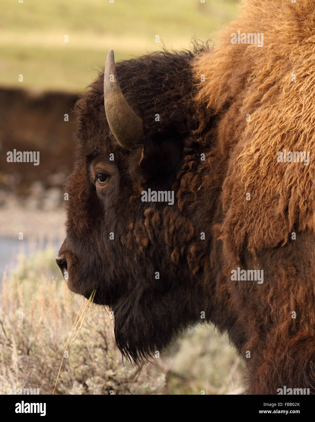 Un Bison américain bull se nourrissant de l'herbe. Banque D'Images