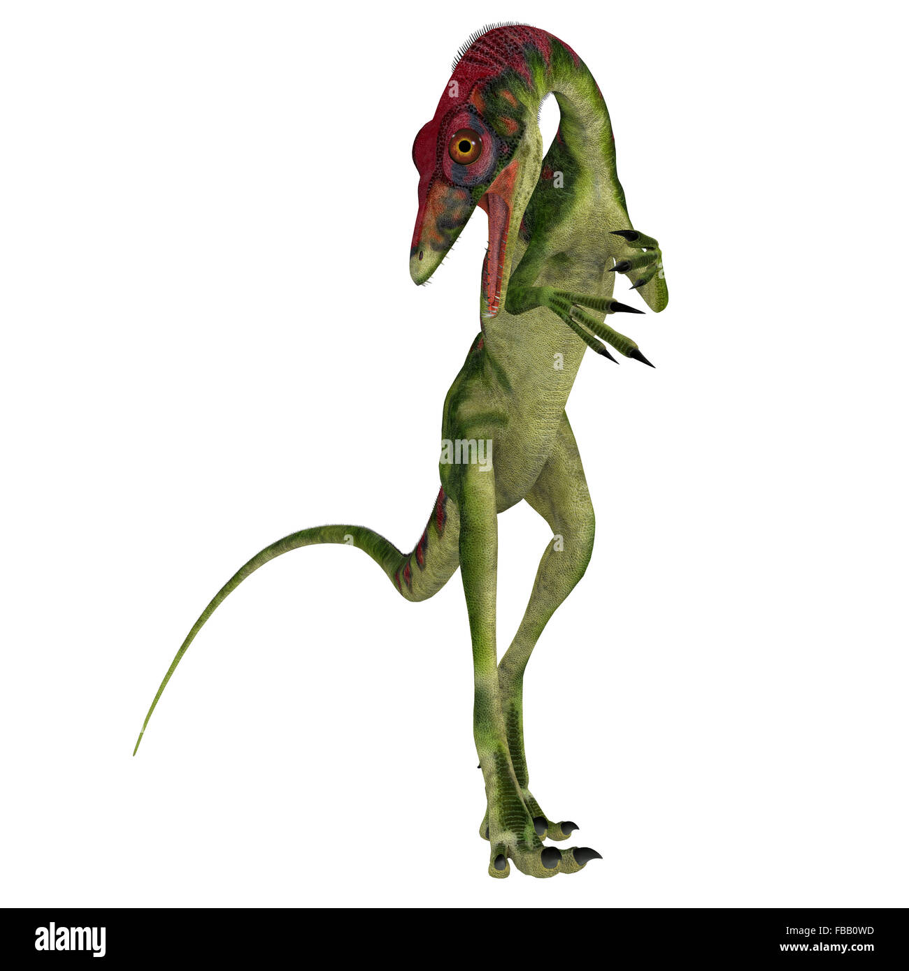 Compsognathus était un petit dinosaure théropode carnivore qui a vécu durant la période jurassique de l'Europe. Banque D'Images