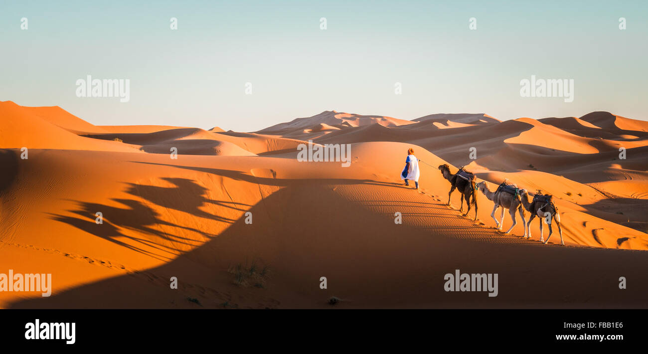 Chameau à travers les dunes du Sahara, l'Erg Chebbi Maroc Banque D'Images