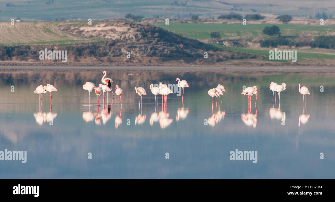 Groupe de beaux oiseaux flamingo avec réflexions corps marche à la Salt lake de Larnaca à Chypre. Banque D'Images