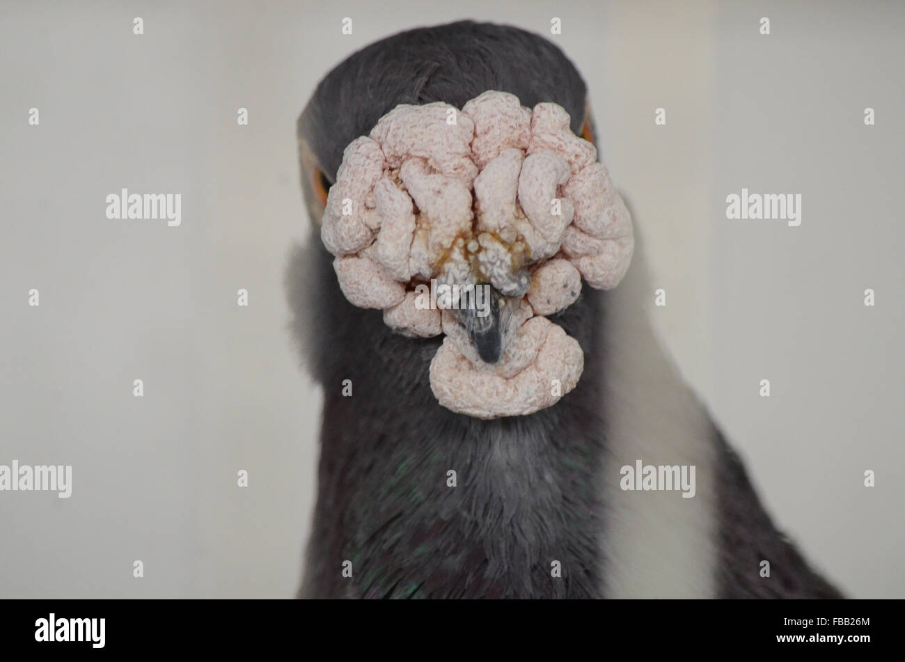 Madrid, Espagne. 13 Jan, 2016. Un spécimen de la race espagnole de 'pigeon' curiosly Buchón Granadino ressemble à l'appareil photo, comme il attend d'un concours de pigeons de course à Madrid. © Jorge Sanz/Pacific Press/Alamy Live News Banque D'Images