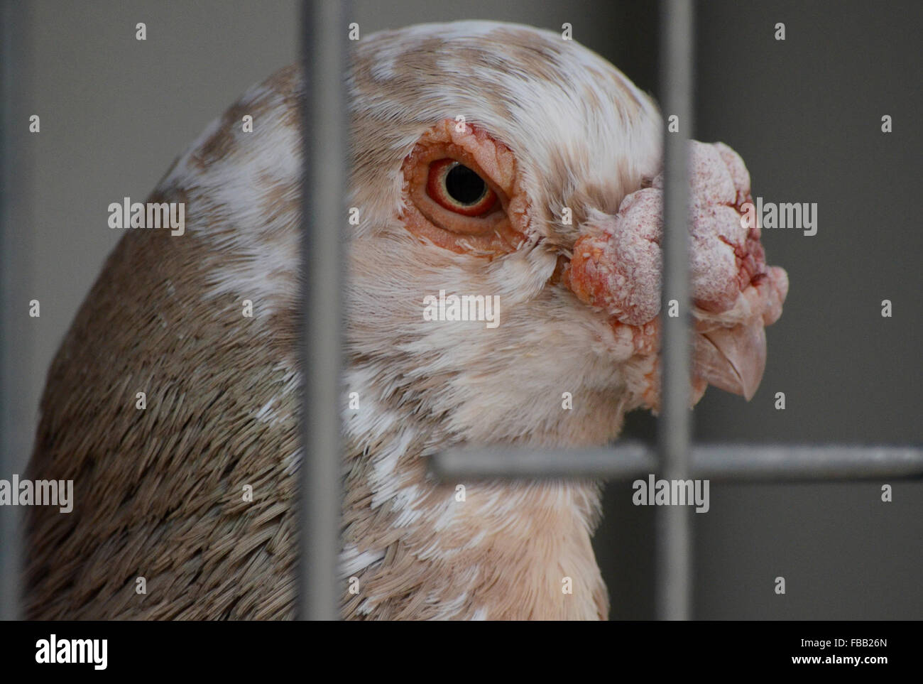 Madrid, Espagne. 13 Jan, 2016. Un spécimen de la race espagnole de 'pigeon' curiosly Buchón Granadino ressemble à l'appareil photo, comme il attend d'un concours de pigeons de course à Madrid. © Jorge Sanz/Pacific Press/Alamy Live News Banque D'Images