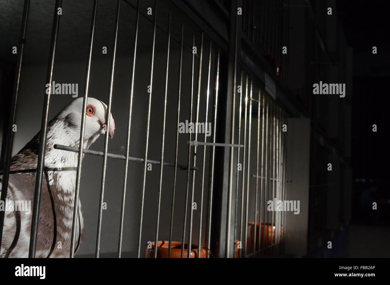 Madrid, Espagne. 13 Jan, 2016. Un spécimen de la race espagnole de 'pigeon' curiosly Buchón Granadino ressemble à l'appareil photo, comme il attend d'un concours de pigeons de course à Madrid. © Jorge Sanz/Pacific Press/Alamy Live News Banque D'Images