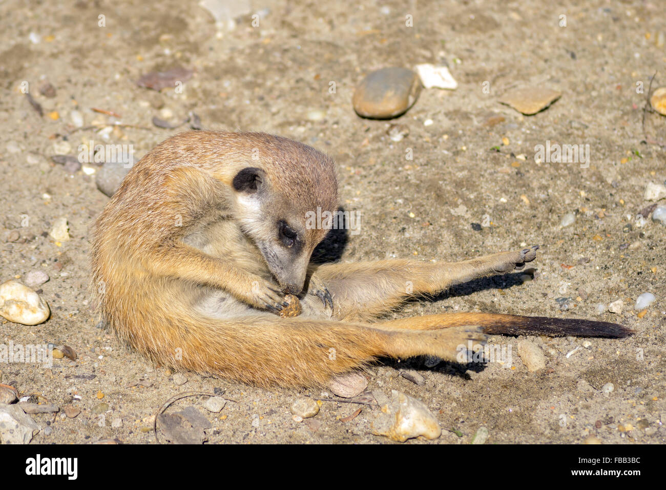 Meerkat (Suricata suricatta) jouant avec une cacahuète Banque D'Images