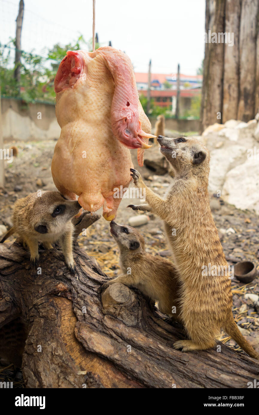 Les suricates (Suricata suricatta) manger un poulet suspendus Banque D'Images
