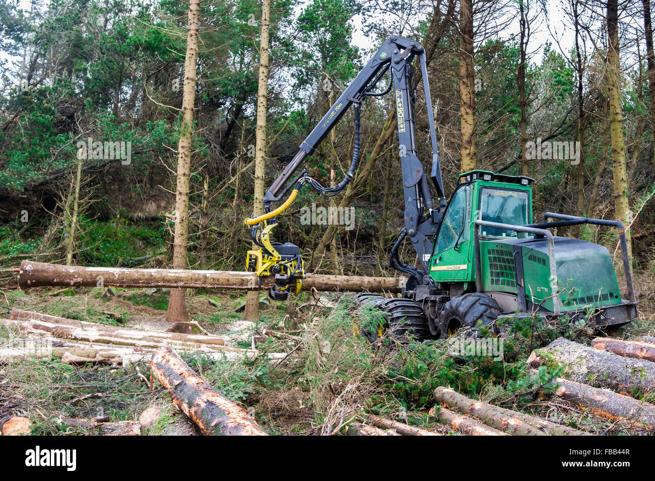 Ballydehob, Irlande. 13 Jan, 2016. Un John Deere 1270Coillte administré d'ensileuse fells un autre dans la forêt de conifères Ballydehob. Cela fait partie d'un plan d'année clearfell 4 à 250 ha. Credit : Andy Gibson/Alamy Live News. Banque D'Images