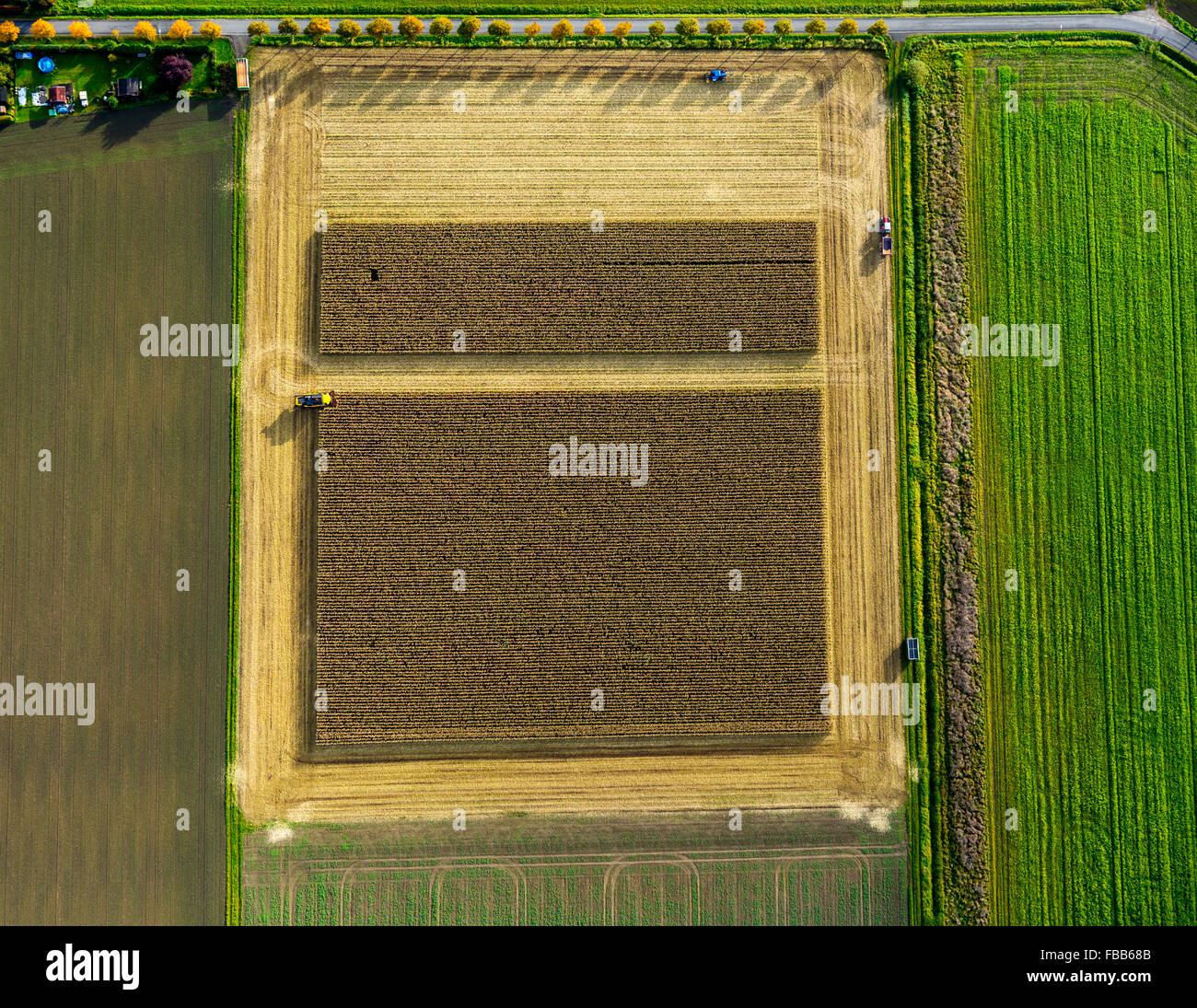 Vue aérienne, de blé, de maïs, de la récolte à la moissonneuse-batteuse dans le champ de maïs, de l'agriculture, de forme rectangulaire, d'un champ, sur la route, Banque D'Images