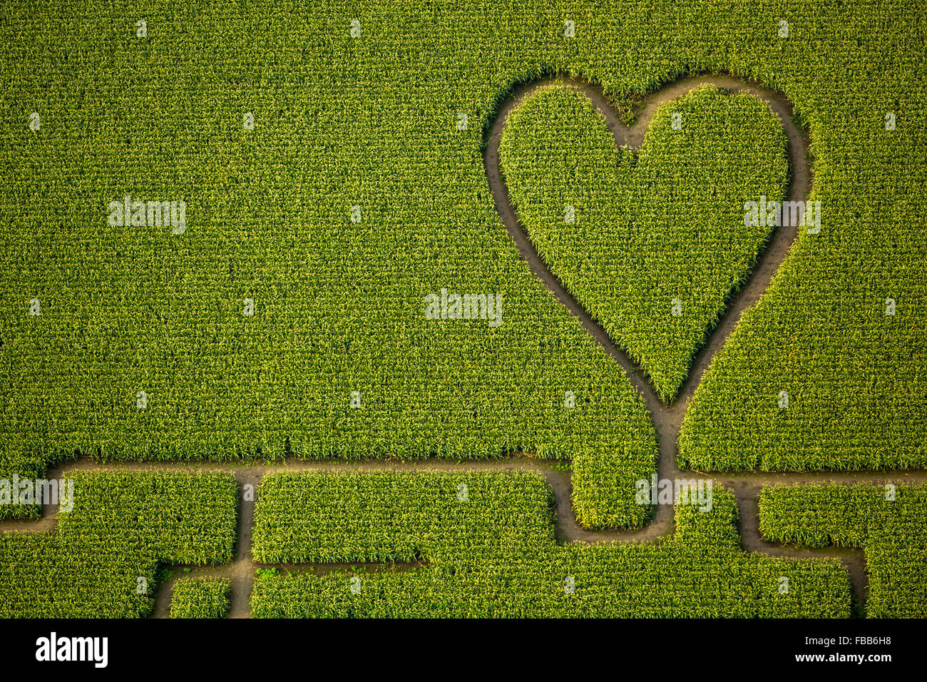 Vue aérienne, coeur dans le champ de maïs, labyrinthe de maïs dans un champ de maïs à Herten, chemins dans le champ de maïs, coeur vert, forme de coeur, Banque D'Images