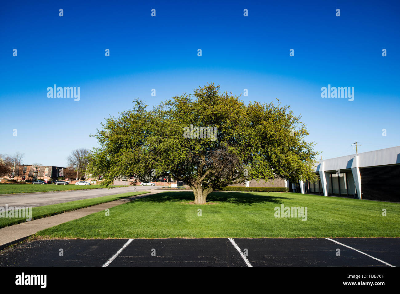 Prise de vue au grand angle d'un très large arbre isolé dans une aire de stationnement et sur le terrain au printemps Banque D'Images