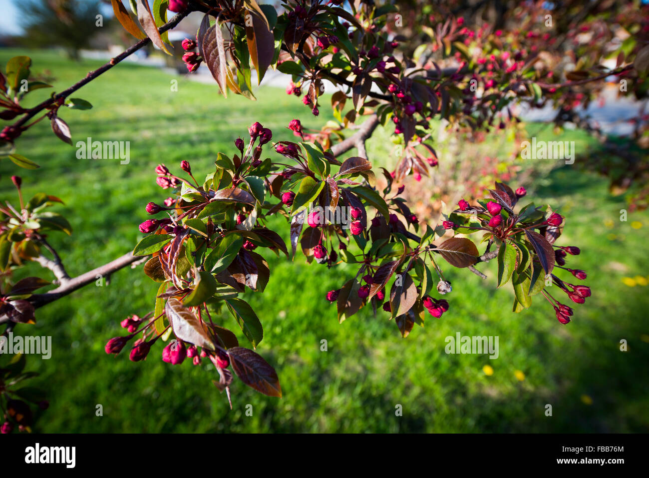 Des grappes de grappes de fleurs magenta avec des feuilles sur un arbre au début du printemps sur un fond d'herbe verte Banque D'Images