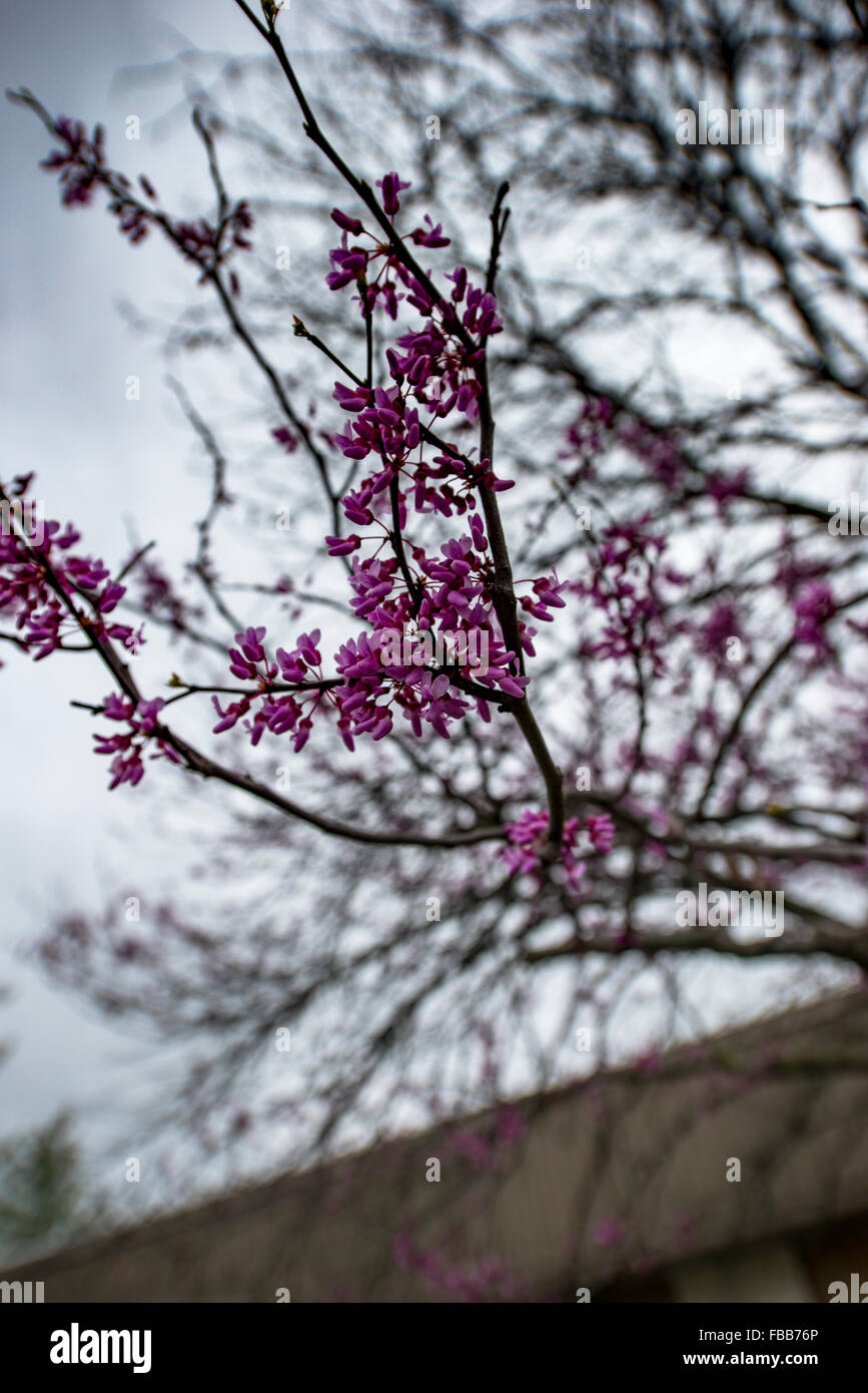 Close-up de fleurs violettes sur un arbre avec un ciel nuageux en arrière-plan Banque D'Images