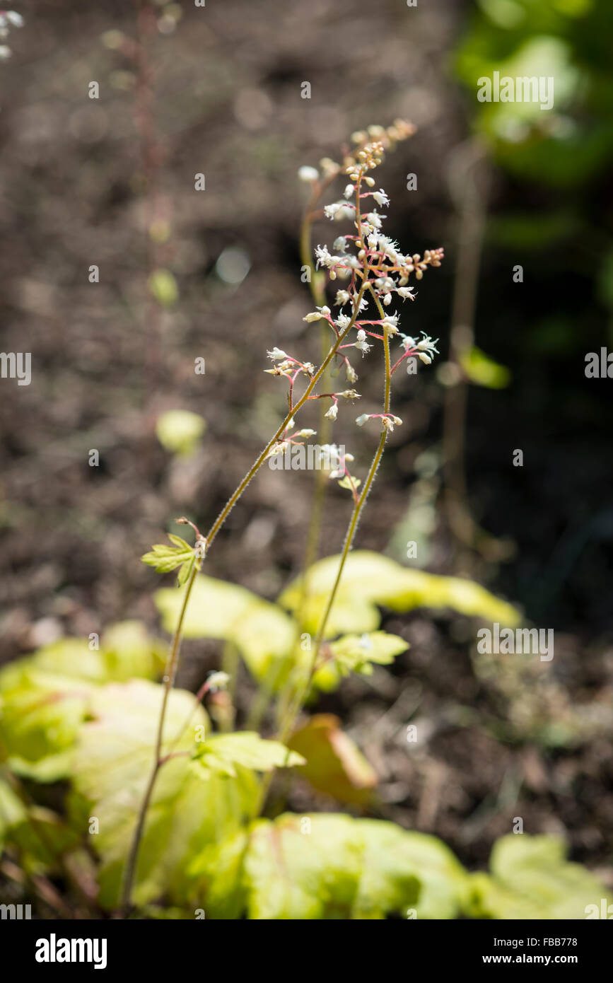 Close up de petites fleurs sur un cépage comme plante au début du printemps Banque D'Images