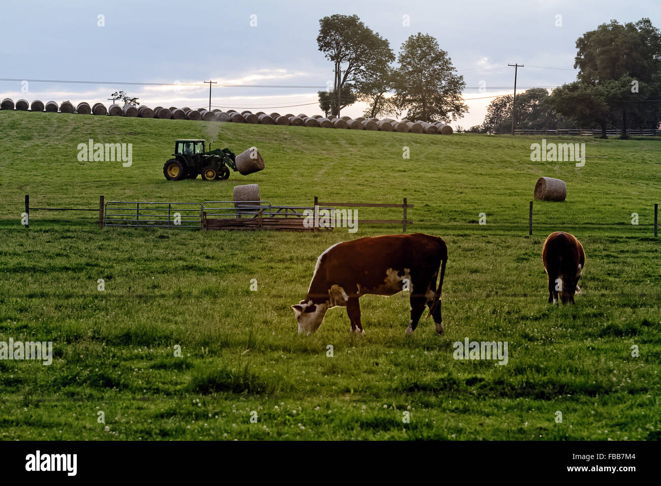 Le pâturage du bétail sur un champ, Tewksbury, Hunterdon County, New Jersey Banque D'Images