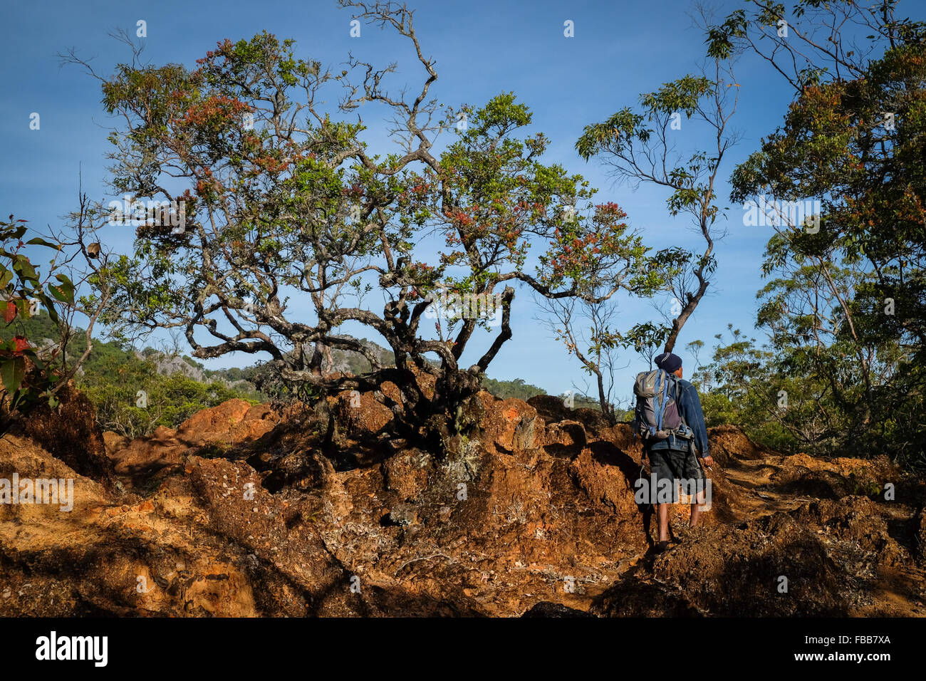 Un villageois et un guide d'écotourisme à temps partiel se trouvent à proximité des arbres nains dans la réserve naturelle de Fatumnasi, Mont Mutis, Timor occidental, Indonésie. Banque D'Images