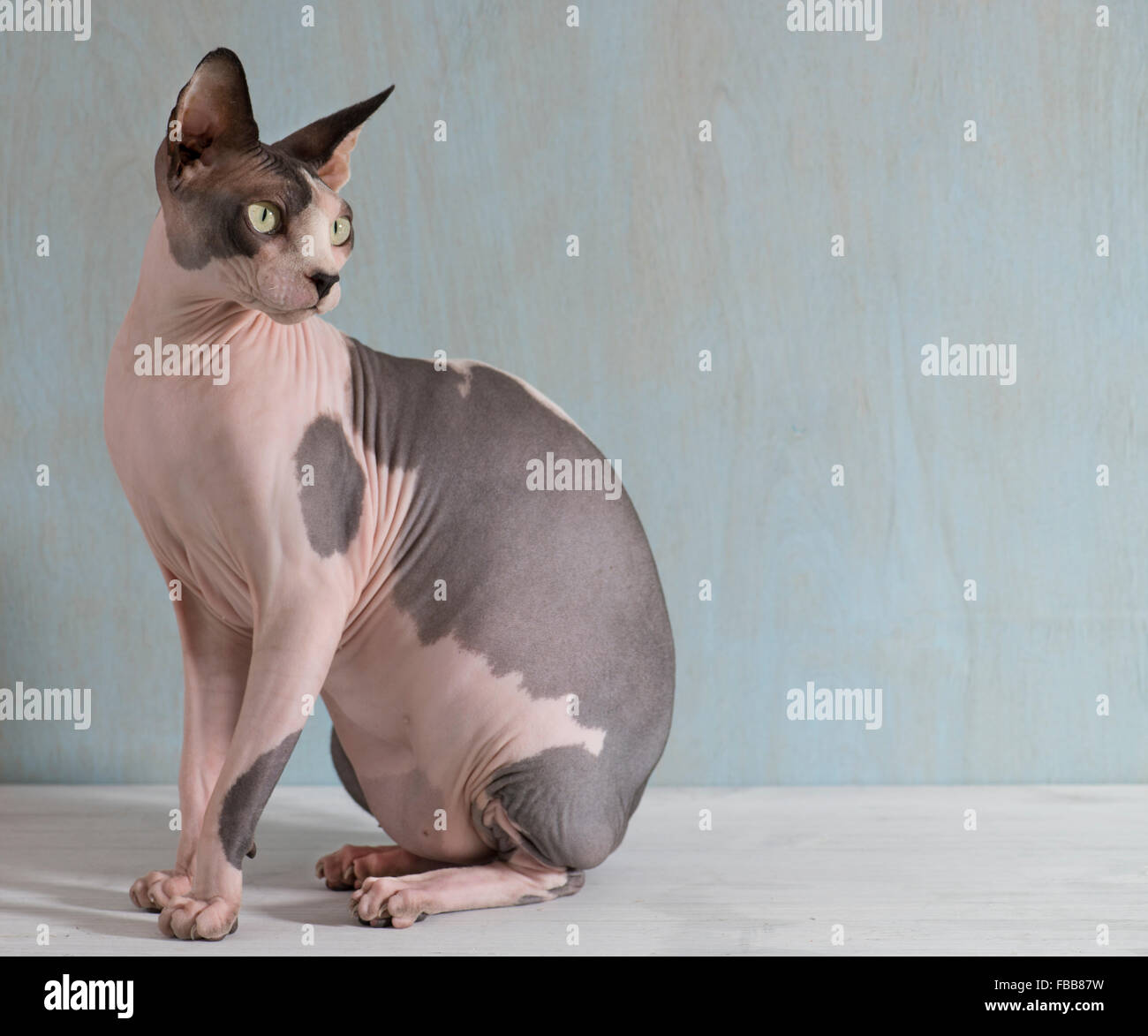 Chat Sans Poil Banque De Photographies Et D Images A Haute Resolution Alamy