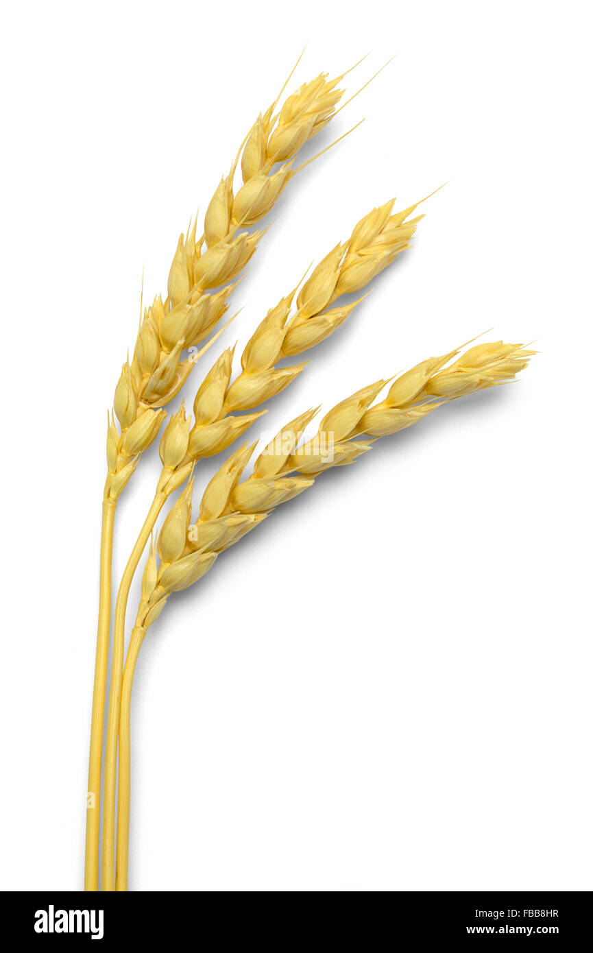 Trois stocks de blé isolé sur fond blanc. Banque D'Images