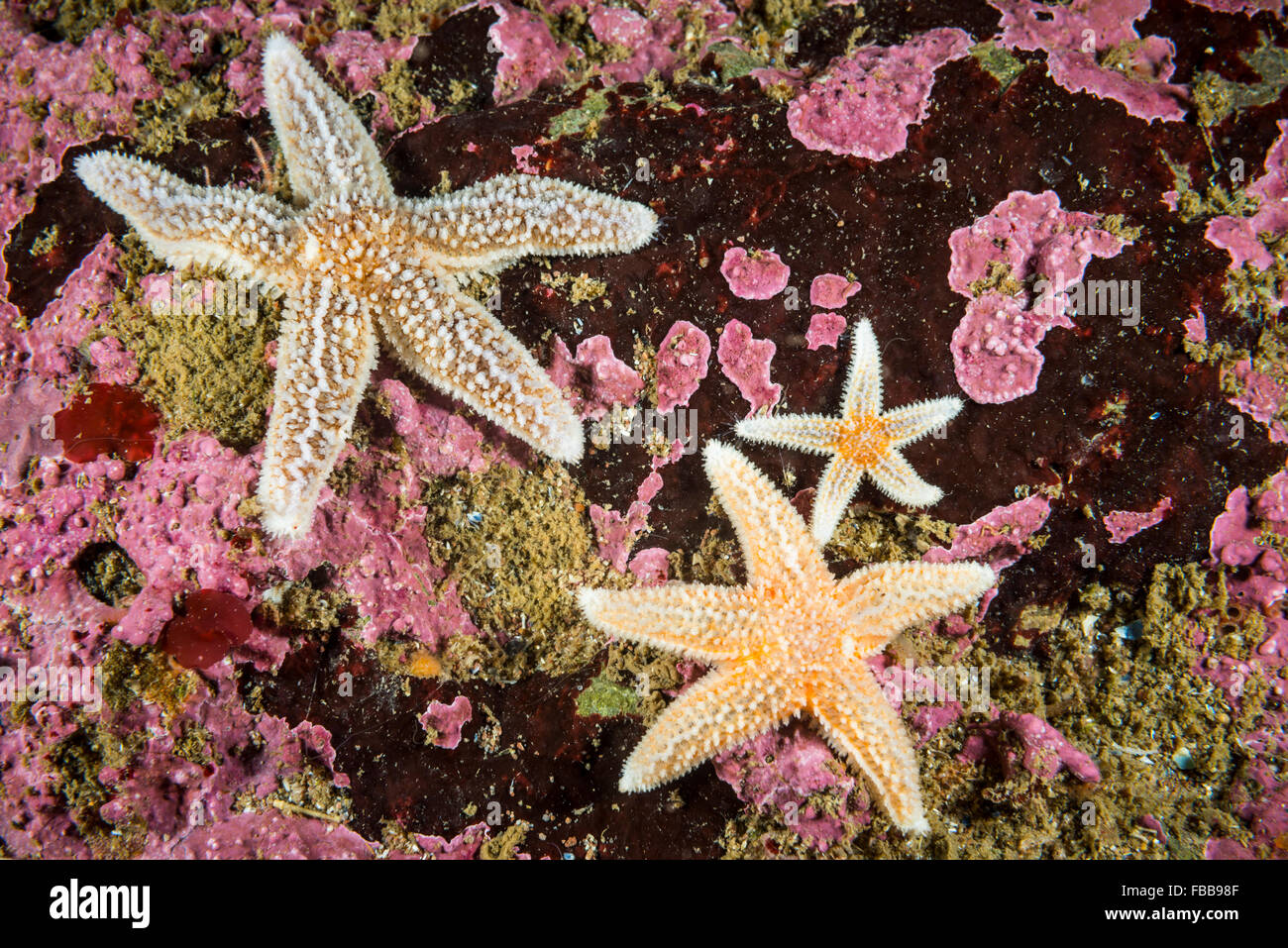 Sous l'étoile de mer commune dans le golfe du Saint-Laurent. Banque D'Images