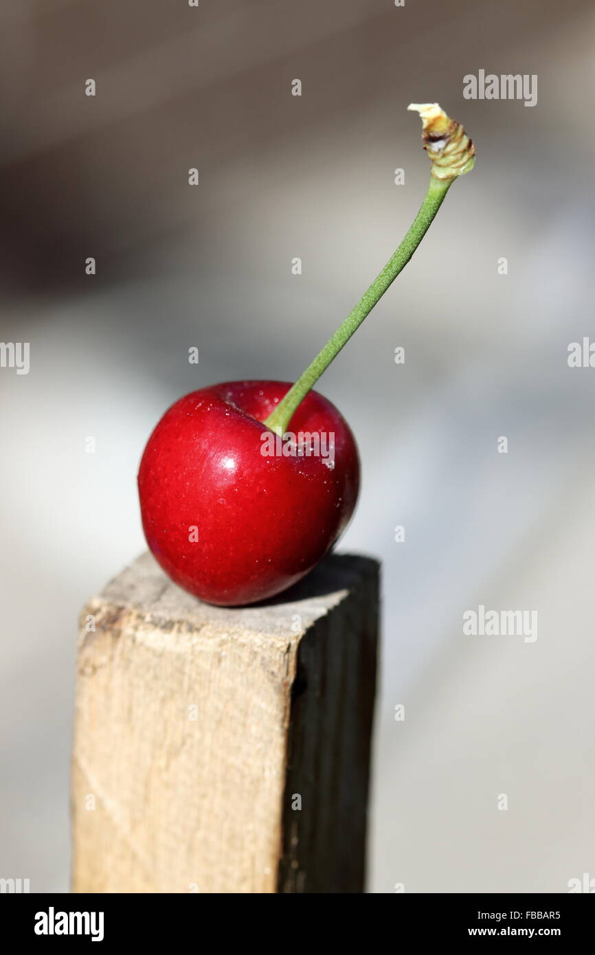 Close up de Prunus avium merisier ou connu sous le nom de Lapin cerise sur support en bois Banque D'Images