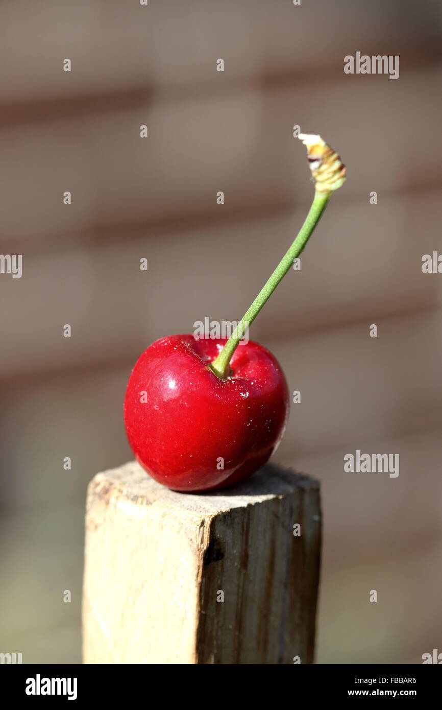 Close up de Prunus avium merisier ou connu sous le nom de Lapin cerise sur support en bois Banque D'Images