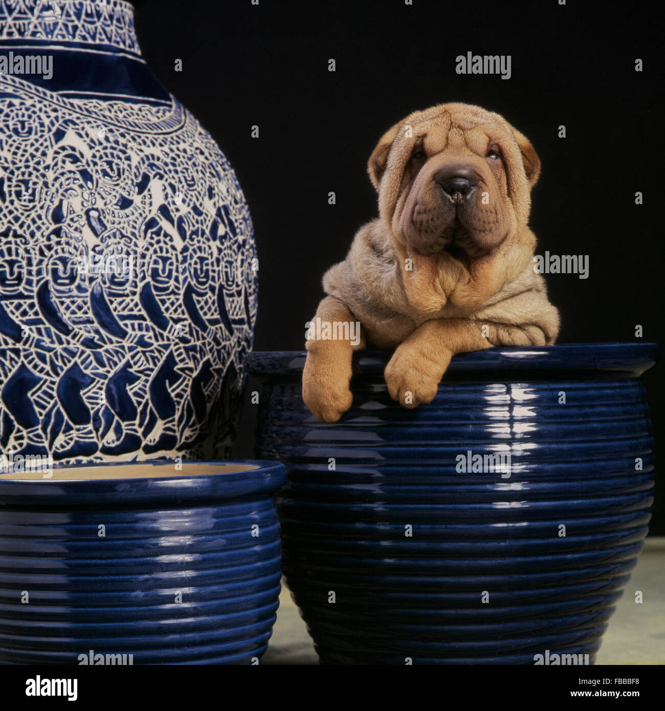 Shar-pei chien dans un pot Banque D'Images
