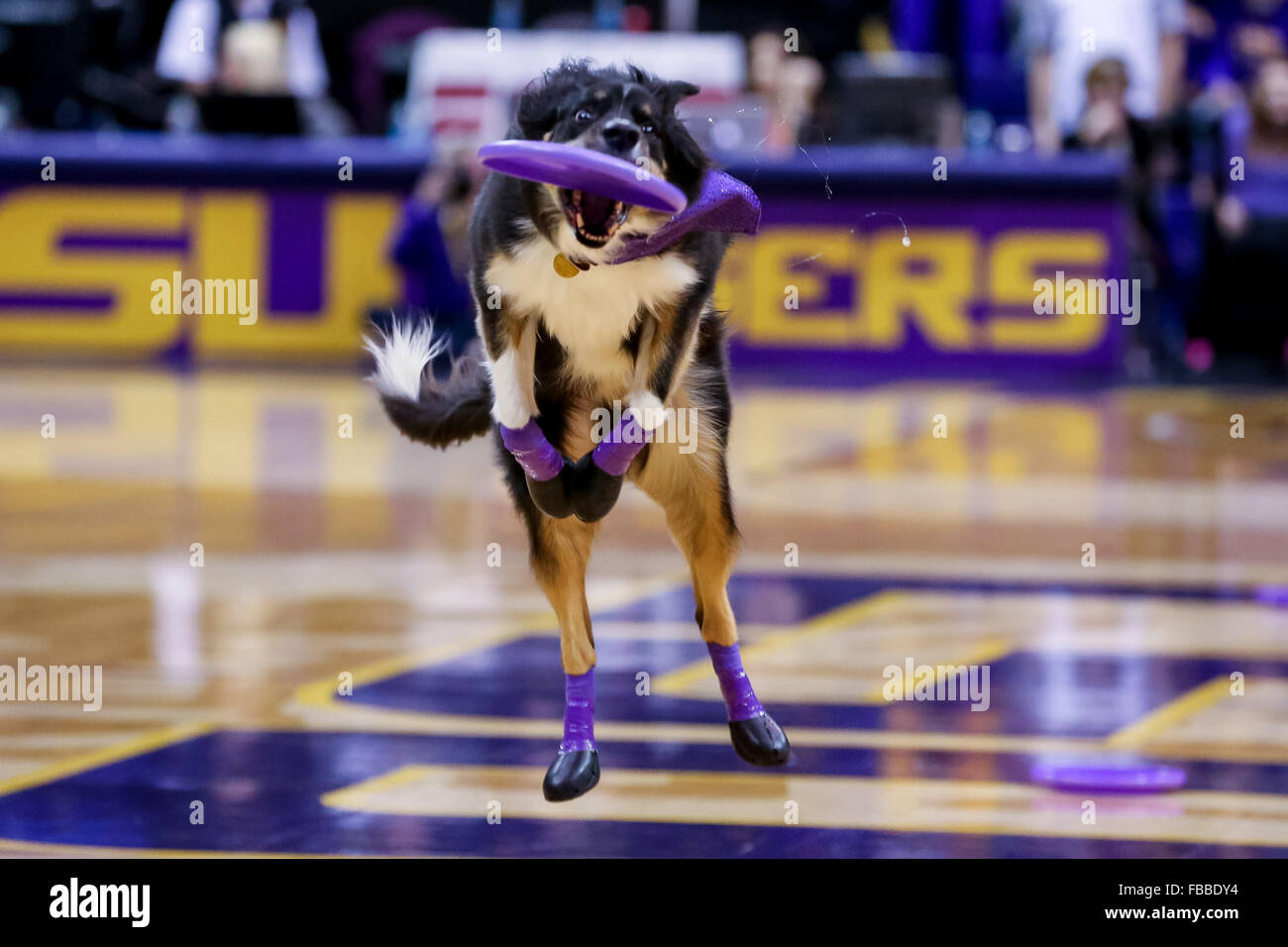 Baton Rouge, LA, USA. 13 Jan, 2016. Les artistes interprètes ou exécutants chien à la mi-temps d'un match de basket-ball de NCAA entre les rebelles et Mlle Ole LSU Tigers à la Pete Maravich Assembly Centre de Baton Rouge, LA. LSU Tigers Ole Miss 90-81 défaite des rebelles. Stephen Lew/CSM/Alamy Live News Banque D'Images