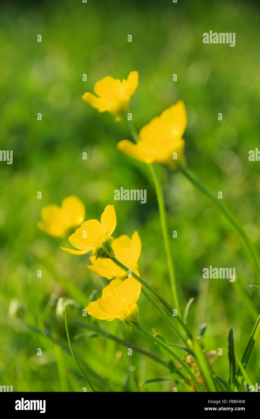 Hahnenfuss Renoncule rampante - 05 Banque D'Images