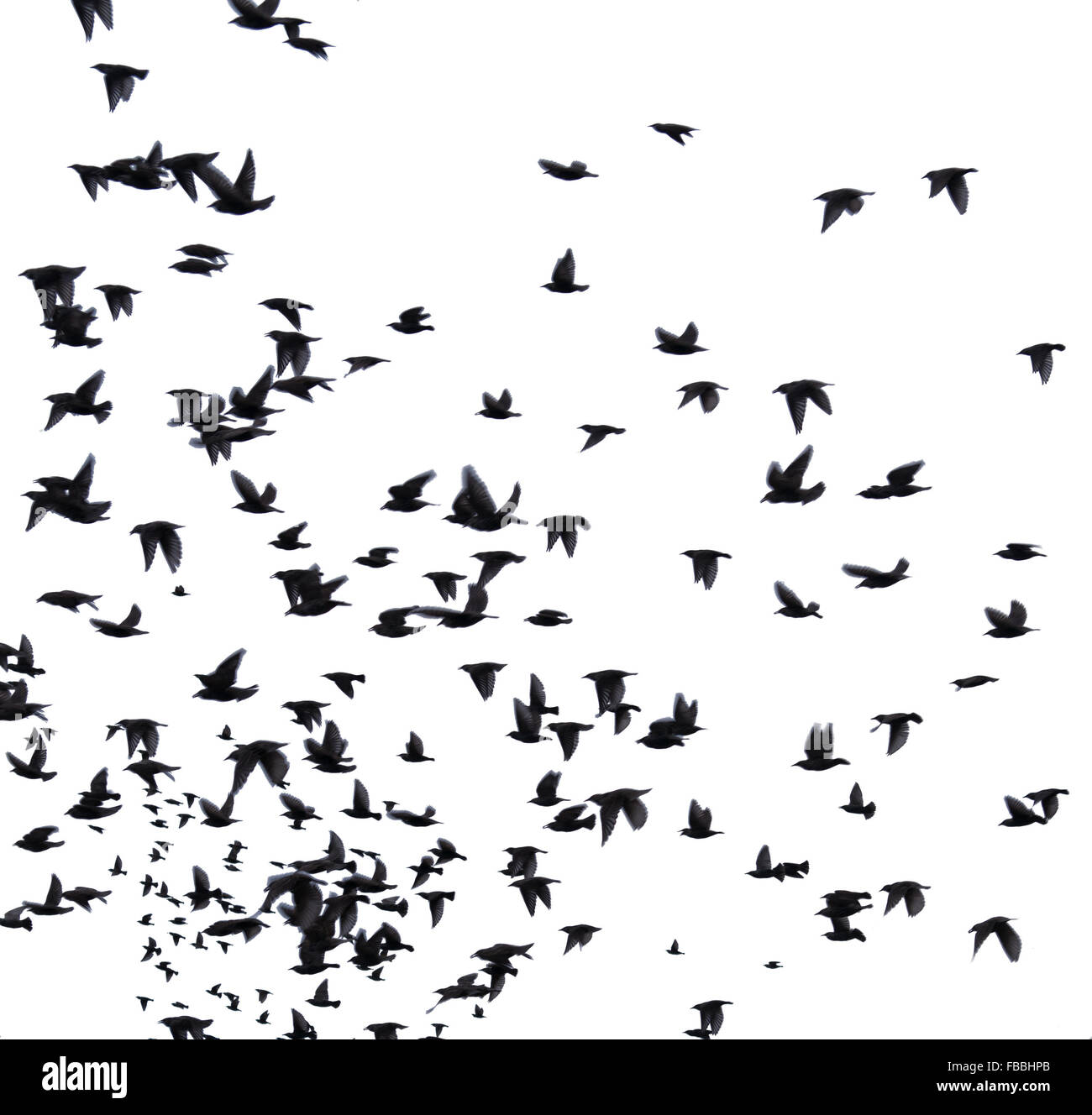 Un troupeau d'oiseaux migrateurs. ensemble de silhouettes noires d'oiseaux volant dans le ciel. Isolé sur fond blanc Banque D'Images