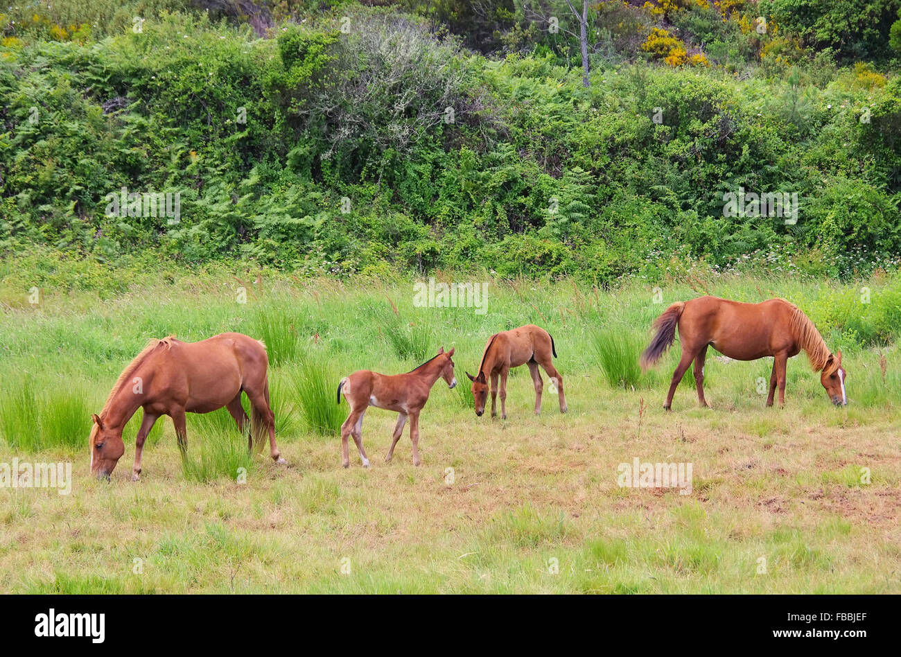 Pferd France - cheval 15 Banque D'Images