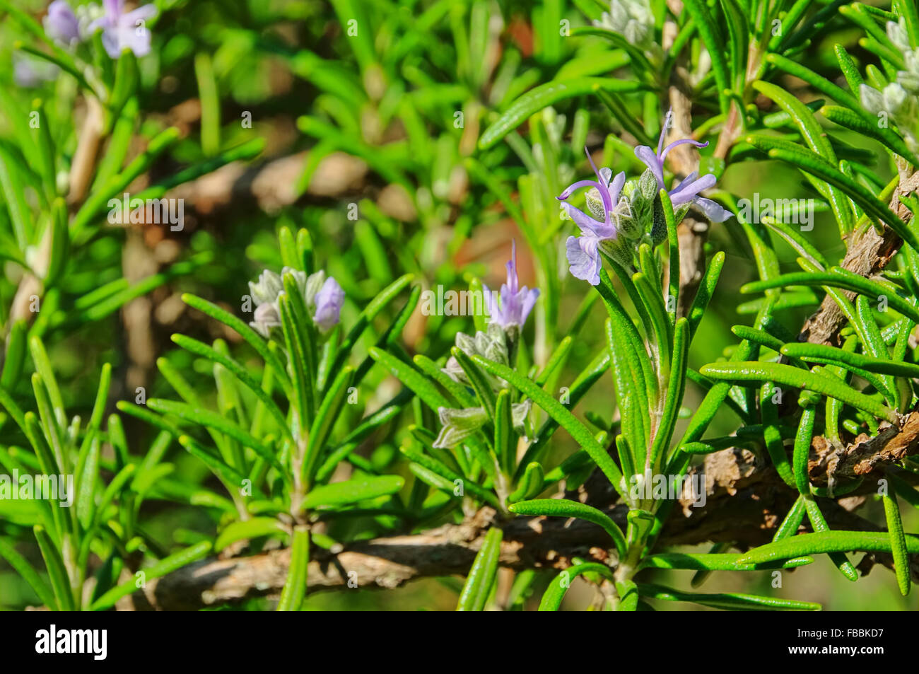 Rosmarin - Romarin 17 Banque D'Images